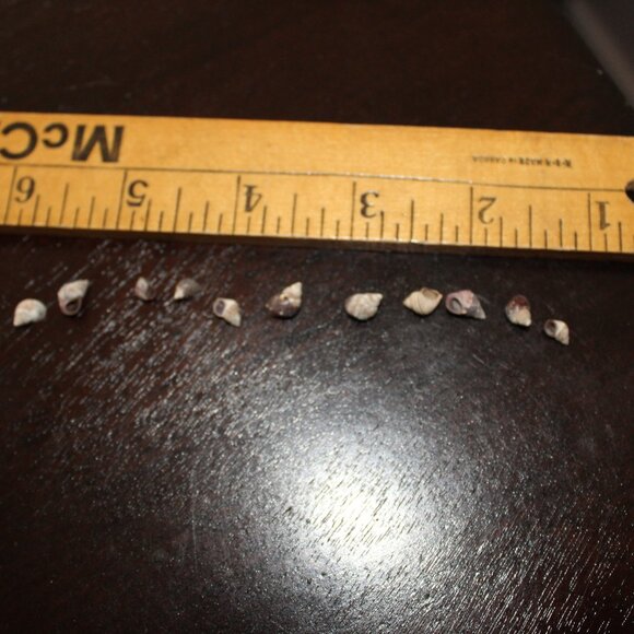 Small Snail seashells - Picture 5 of 7